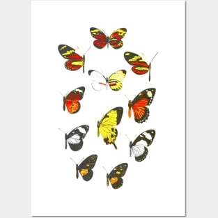 Butterfly Posters and Art